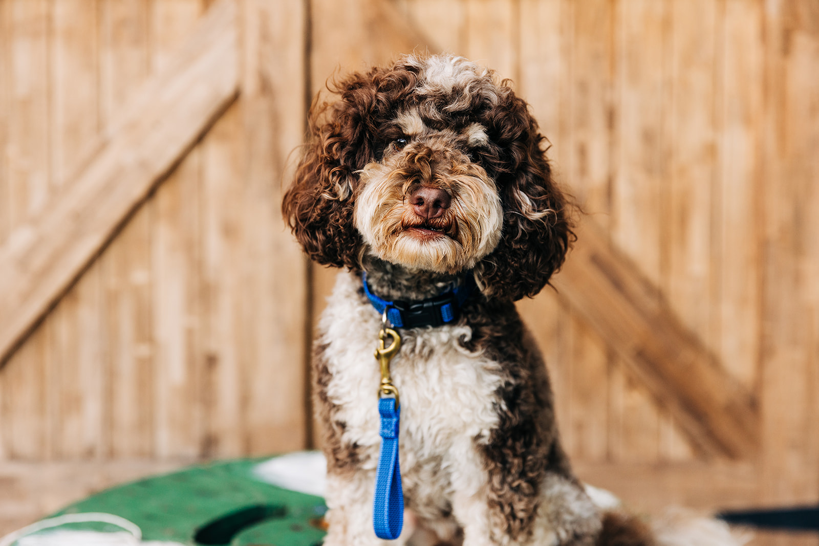 contact-us-premier-dog-obedience-specialists-tasaa